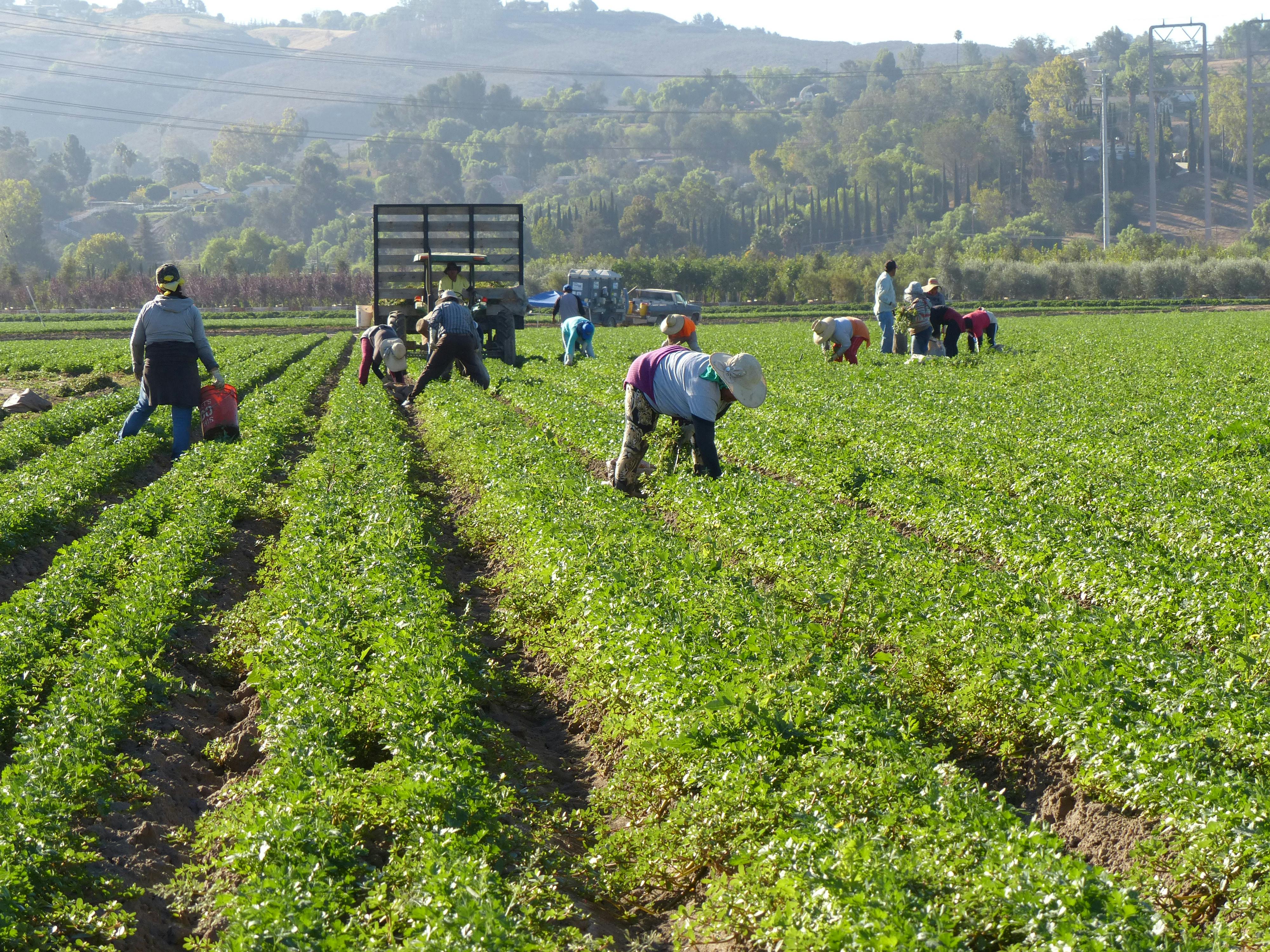 H-2A agricultural workers in the field